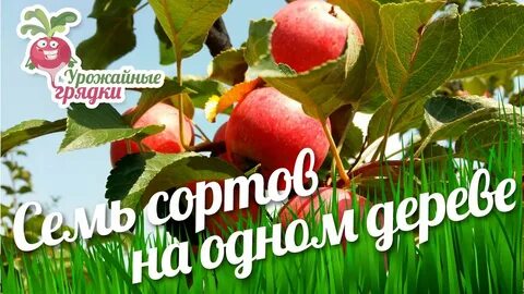 Друзья яблони