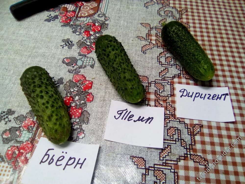 Темп сорт