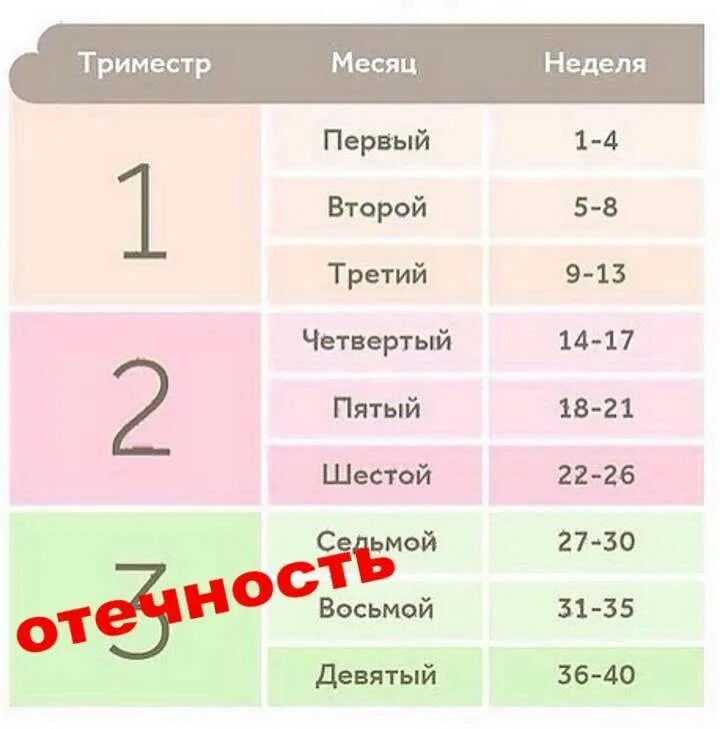 Тримесры беременности по недеоя. Триместры по месяцам и неделям. Триместры беременности. Триместры по неделям.