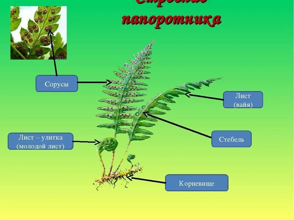 Какие органы есть у папоротников