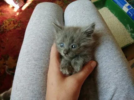 Отдают котиков в добрые руки