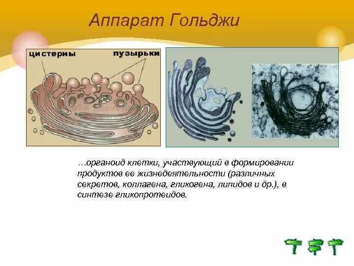 Строение аппарата гольджи животной клетки. Органоид аппарат гольджи. аппарат гольджи синтезирует липиды. пиноцитоз аппарат гольджи.