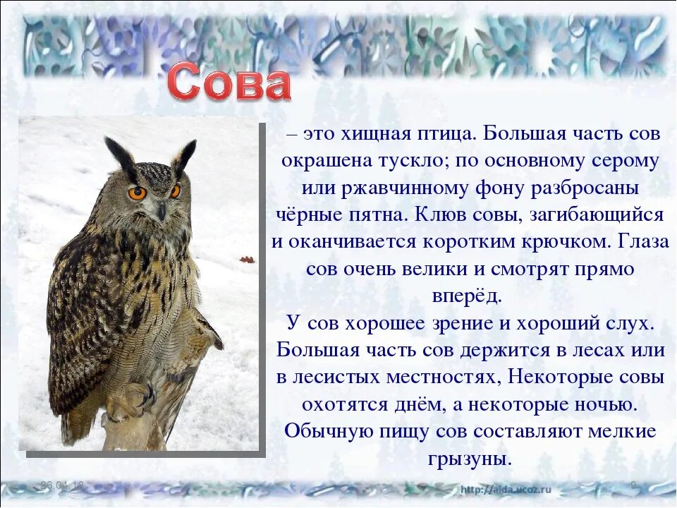 В какое время года сова. Зимующие птицы Сова. Сова для презентации. Описание Совы. Доклад про сову.