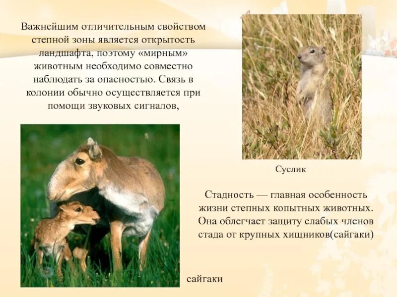 Экосистема степи. Зона степей интересные факты. Взаимосвязи зоны степей. Проект на тему зона степей. Схема взаимосвязей компонентов природной зоны.