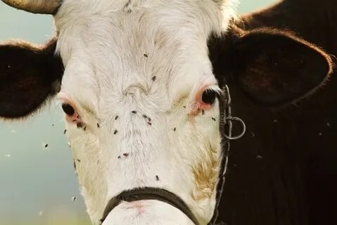 Почему телята грызут