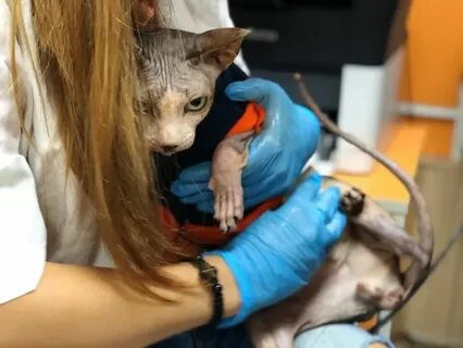 Кастрировать породистого кота