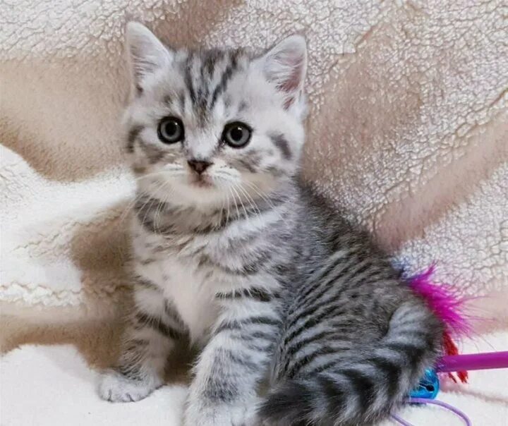 котенок цвета вискас. британская кошка вискас. британские котята вискас. котята вискас британцы. британские котята вискас.