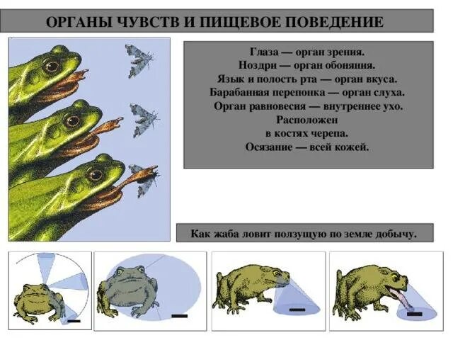 Орган слуха земноводных представлен. Органы чувств земноводных 7 класс. Органы чувств амфибий. Строение органов чувств земноводных. Органы осязания у земноводных.