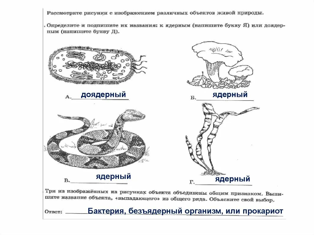 Рассмотрите рисунок и определите направление в. Рассмотрите изображения различных объектов живой. Безъядерные организмы. Рассмотри изображение различных объектов живой природы. ВПР по биологии бактерии.