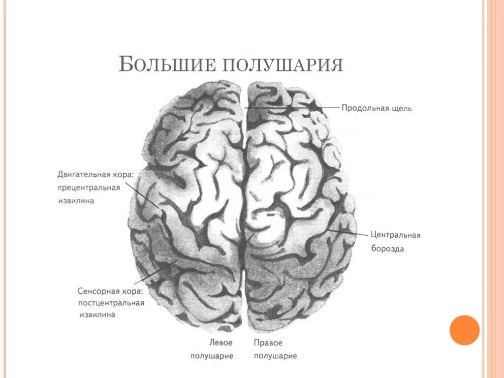 Типы коры полушарий. Головной мозг левое полушарие анатомия. Полушария большого мозга схема.