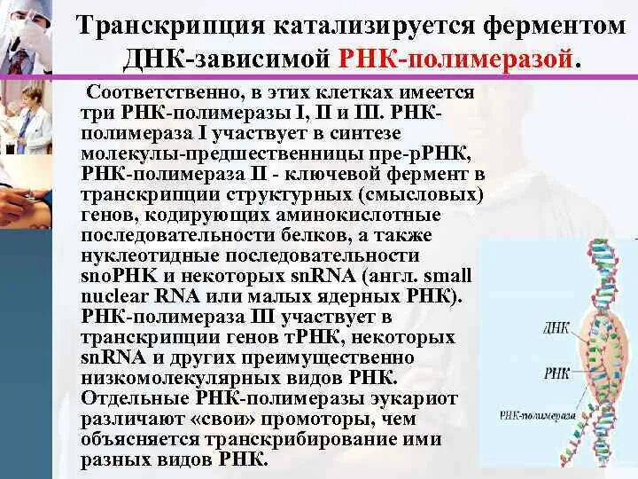 Осуществляется ферментом днк полимеразой. ДНК-зависимая РНК-полимераза. РНК зависимая РНК полимераза. ДНК зависимые РНК полимеразы. Фермент РНК полимераза.