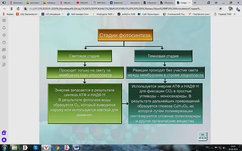 Урок по биологии в 9 классе "Фотосинтез"