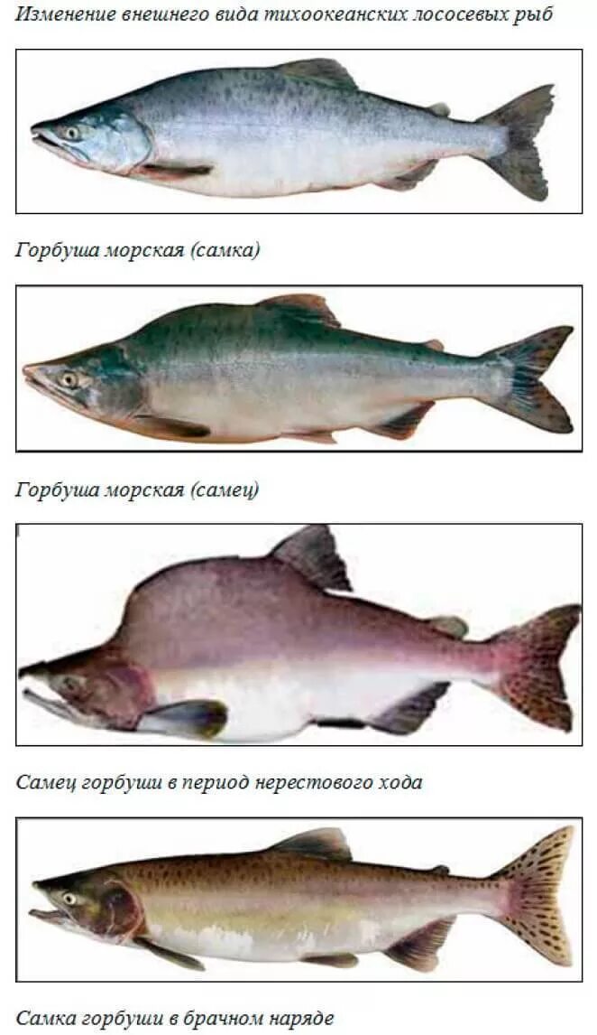 Самец горбуши как отличить. Рыба горбуша самка и самец. Рыба семейства лососевых с белым мясом. Рыба самка горбуши отличие. Рыба семейства лососевых с белым мясом название.