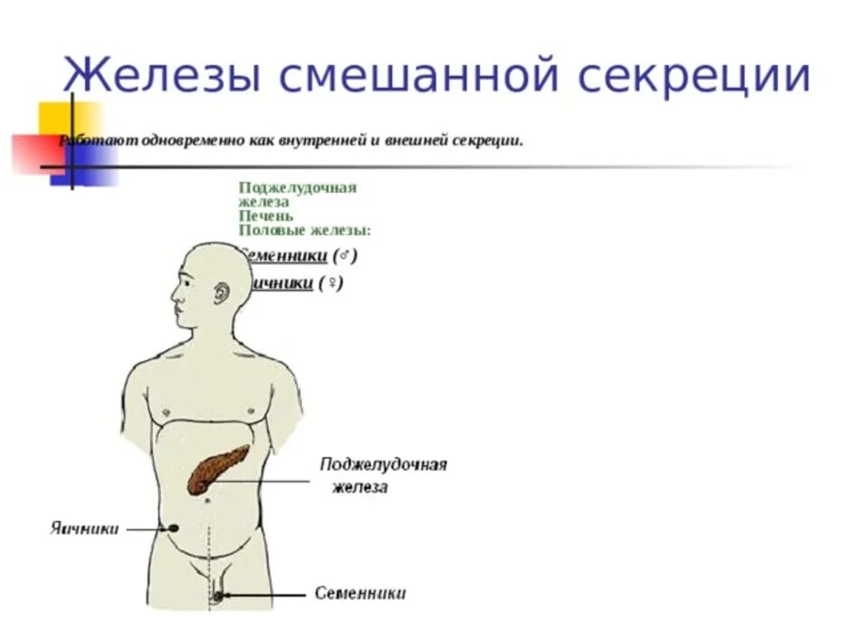 Железы смешанной секреции 8 класс биология. Желез(-а, -ы) смешанной секреции:. Железы со смешанным типом секреции. Выделяется железой смешанной секреции.