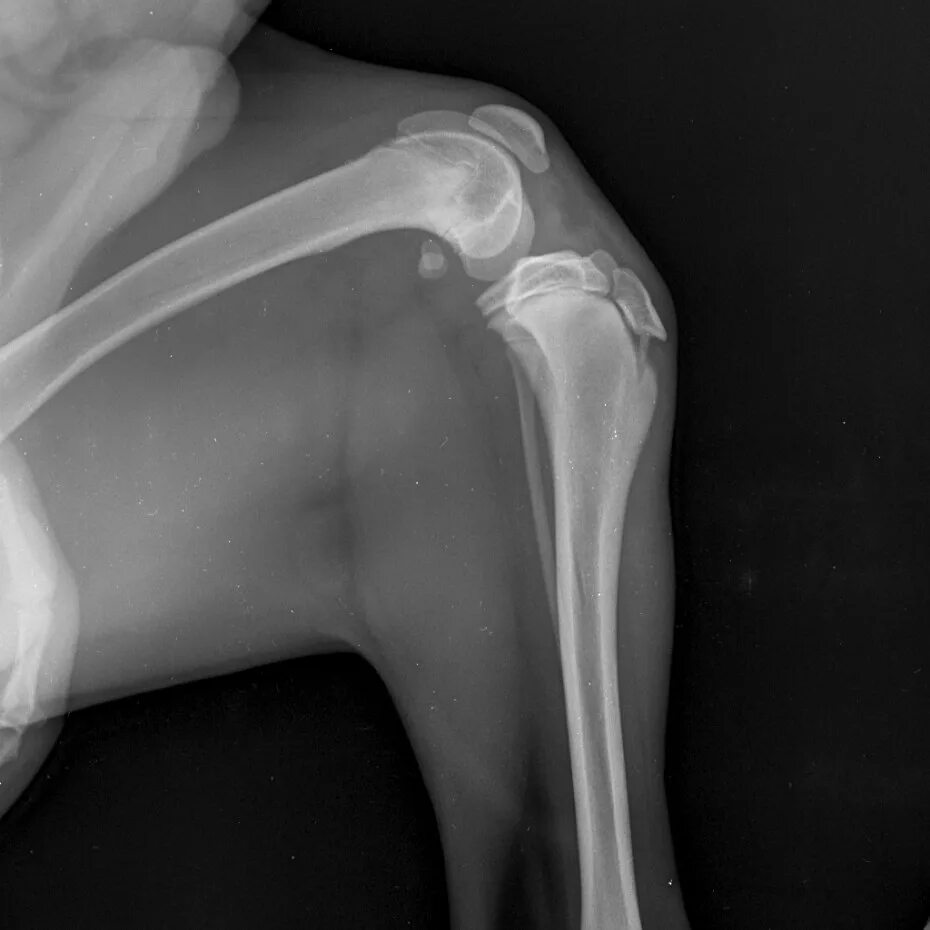 Разрыв связки у собаки. Разрыв крестообразных связок рентген. Разрыв ПКС У собаки рентген. Рентген коленного сустава щенка.
