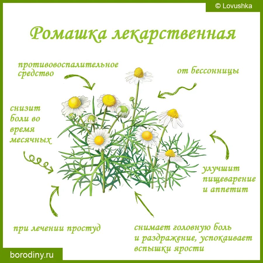 Возраст ромашки