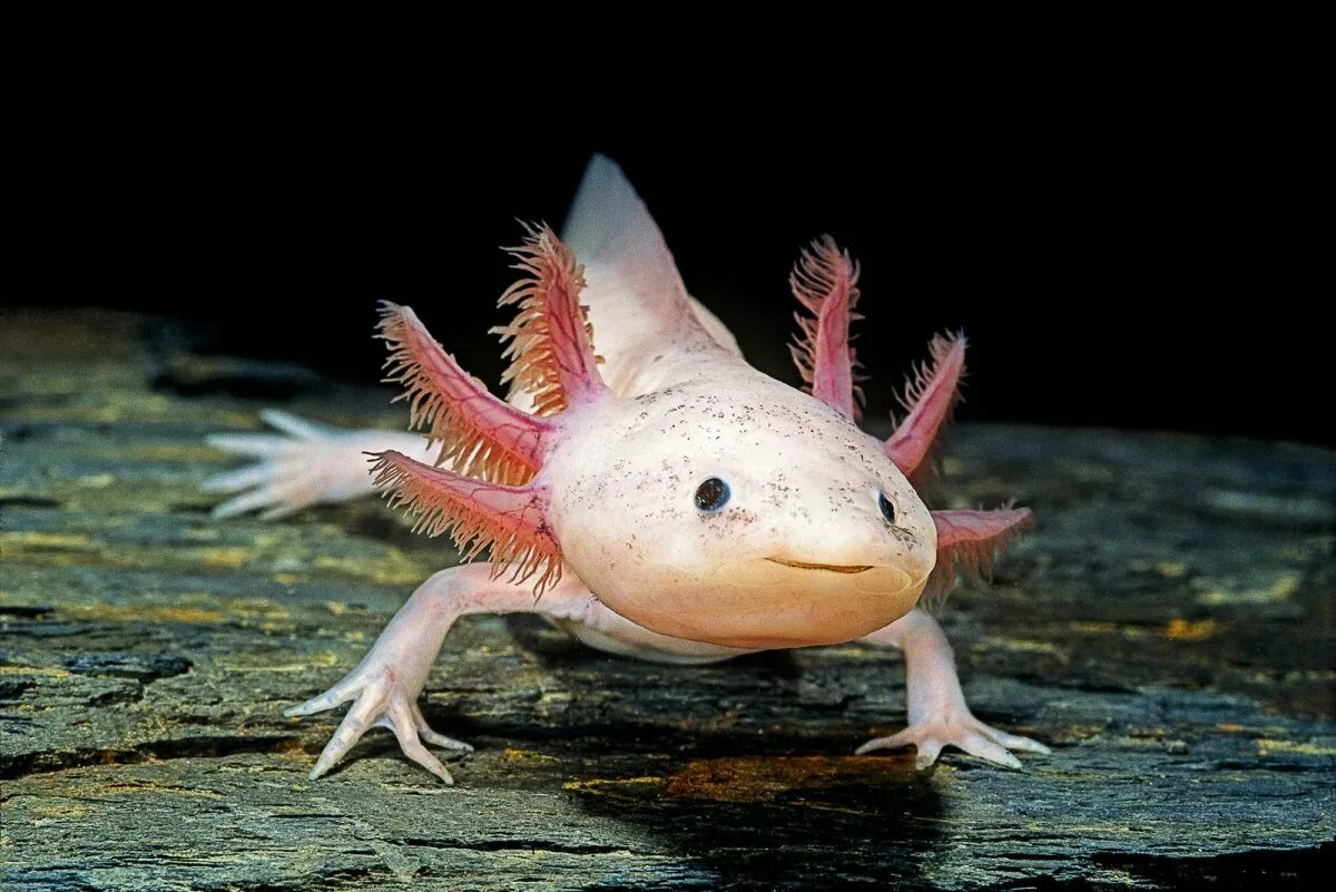 Амфибия животное