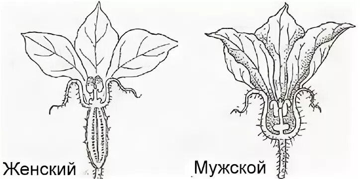 Мужской цветок огурца. Огурец цветки пустоцвет. Мако пустоцвет. Мужской цветок огурца. Мужской и женский цветок.