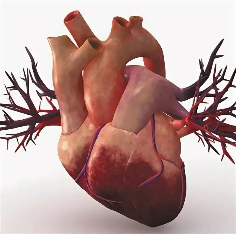 Heart - 3D model by nandu_nandy 832d3e9 - Sketchfab