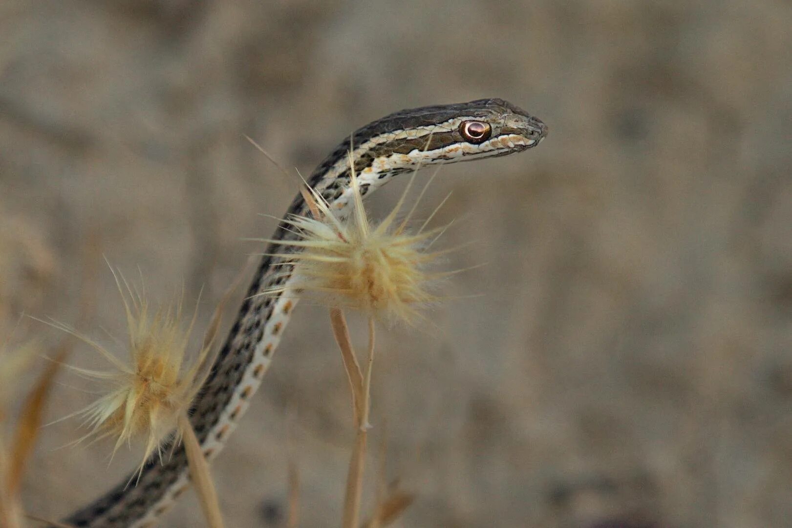 Змея стрела. Змея стрела Кавказская. Psammophis lineolatus. Среднеазиатские змея стрела. Пустынная змея стрела.