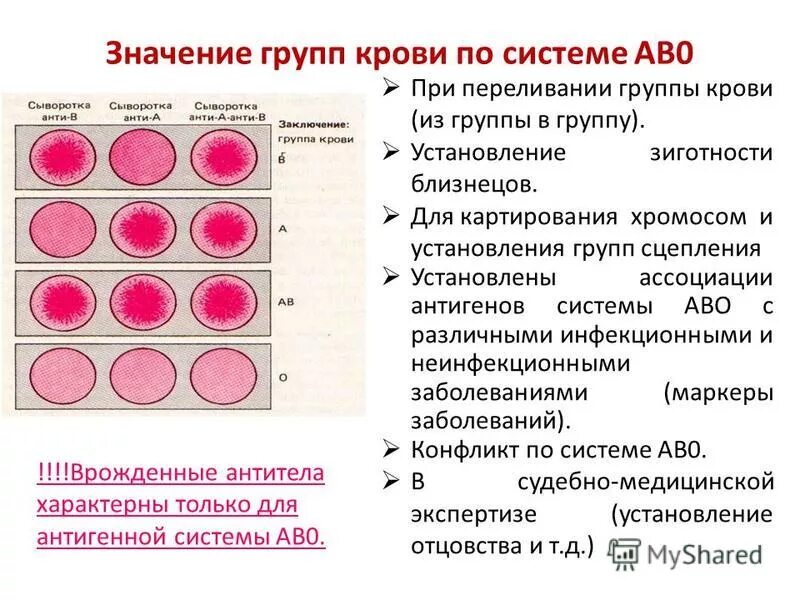 Основные принципы определения групп крови. Система ab0 группы крови. Методика определения групп крови и резус-фактора по системе ав0. Определение группы крови по системе ав0. Аво резус фактор