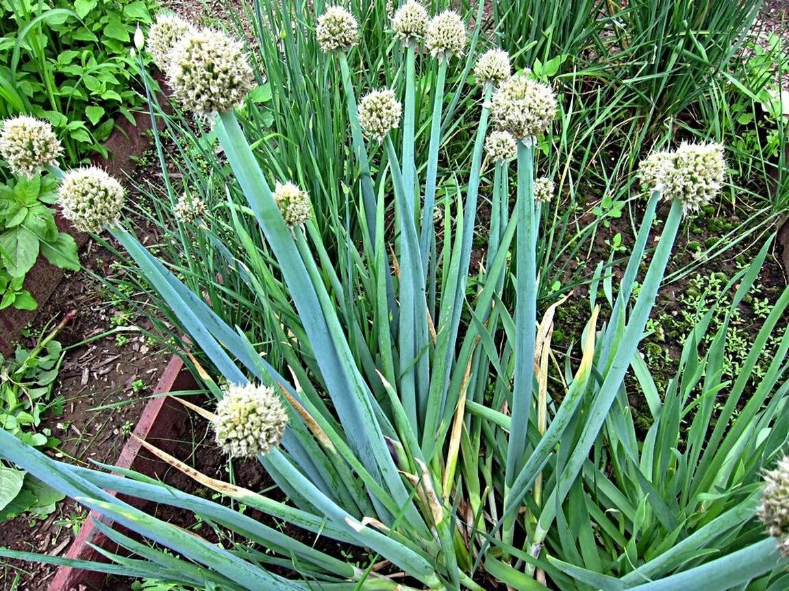 Луки названия многолетние фото. Лук слизун батун. Лук батун Алтайский. Allium altaicum лук Алтайский. Дикий лук аллиум.