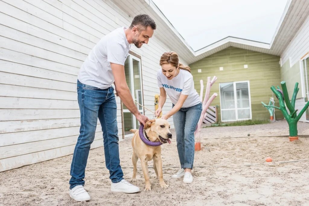 Volunteering at an animal shelter. Volunteering at animal Shelter. Volunteering helping in a Shelter. Фото people helping out Heat an animal Shelter. A Group of Volunteers at a Pet Shelter..