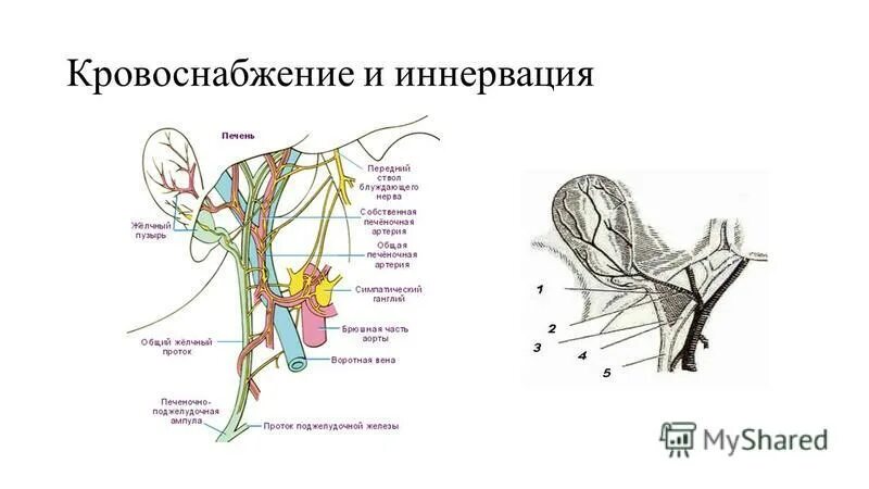 иннервация печени и желчного пузыря схема. анатомия желчного пузыря кровоснабжение иннервация. иннервация желудка схема анатомия. кровоснабжение и иннервация печени. кровоснабжение желчного пузыря.