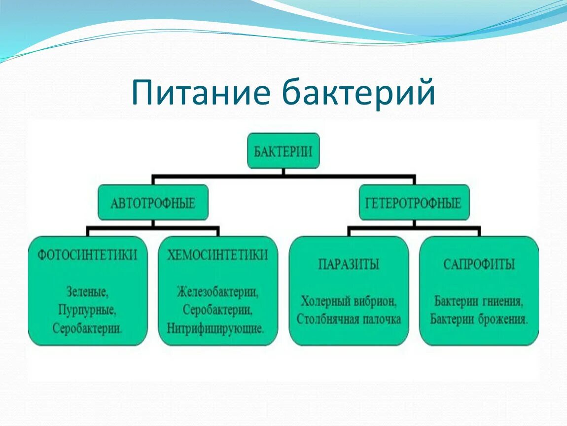 Схема питания бактерий 7 класс. По типу питания бактерии делятся на. Способы питания бактерий схема. Схема типы питания бактерий 5 класс. 6 групп бактерий