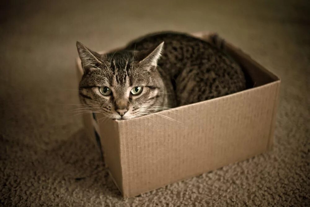Кот любящий коробки. Котики и коробки. котик в коробке. коробка с котятами. кошечка в коробке.