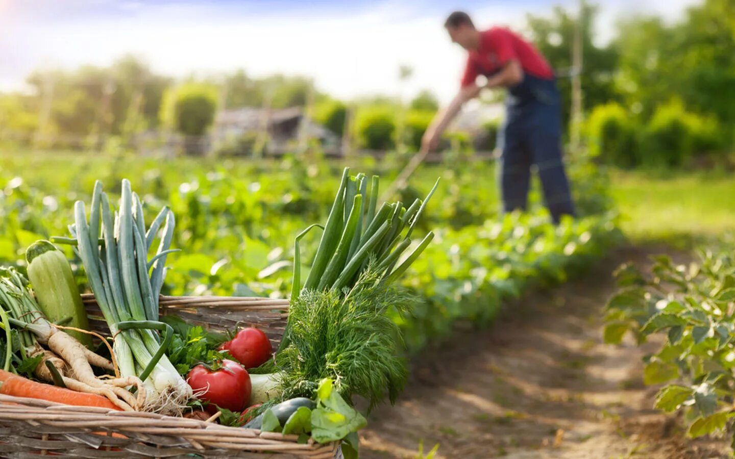 Farmer vegetables