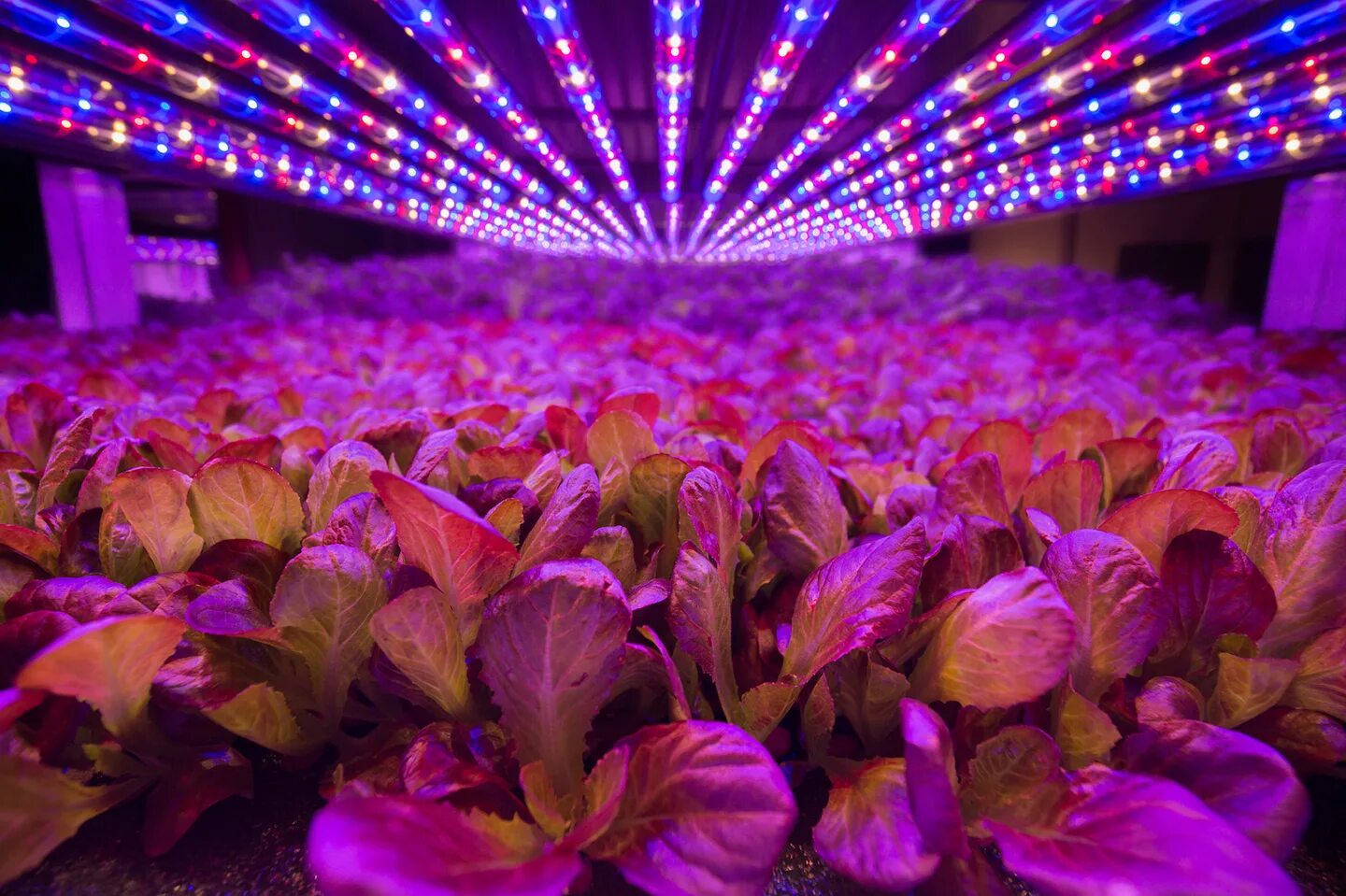 Led plant lights. Вертикальные фермы светокультура. Ферма для освещения. Светокультура растений. Светодиодные лампы для гидропонной фермы.