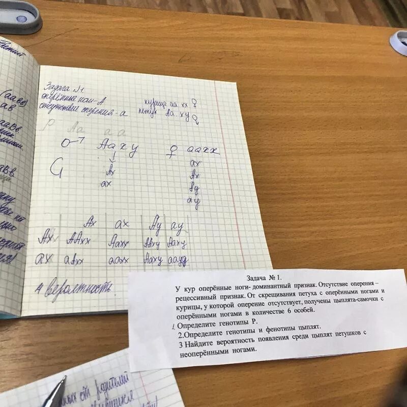 При скрещивании петуха с оперенными. Скрестили гомозиготного петуха имеющего гребень и оперенные ноги. у кур оперенные ноги доминируют над неоперенными. у кур гороховидный гребень доминирует над листовидным.