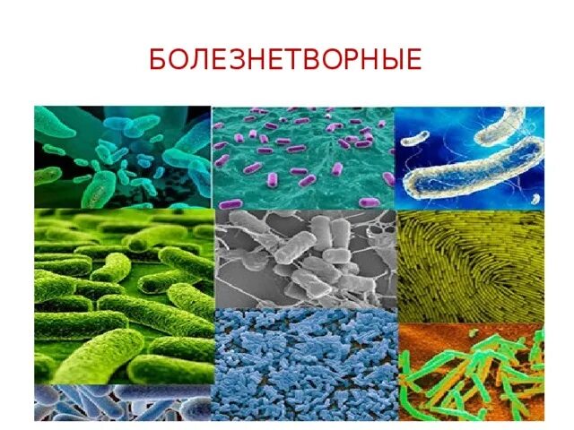 Три болезнетворные бактерии. Проект на тему болезнетворные бактерии 5 класс биология. Проект по биологии болезнетворные бактерии. Болезнетворные бактерии слайды. Бактерии презентация.