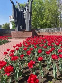 Тюльпаны липецк