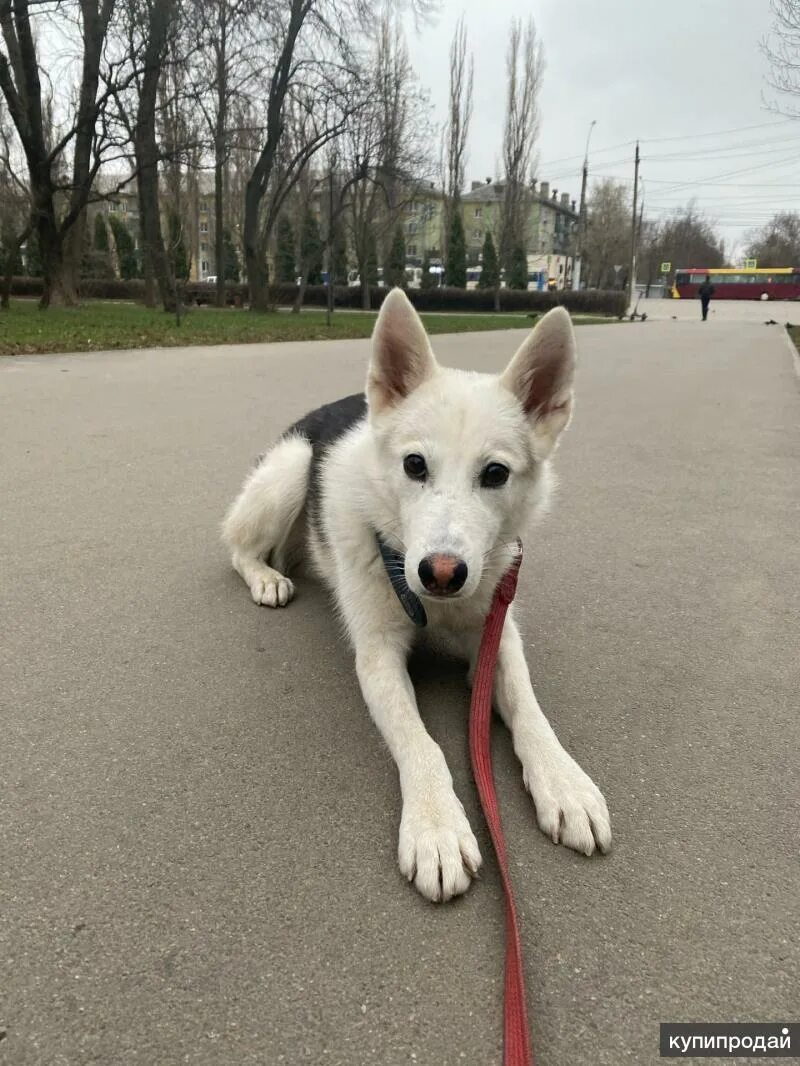 Почему отдают собаку. 89998063529 Отдали собаку. За что о́бычно отдают собак.