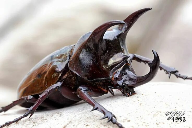 Giant Atlas Beetle by Houston Museum of Natural Science Beetle insect, Insect ph