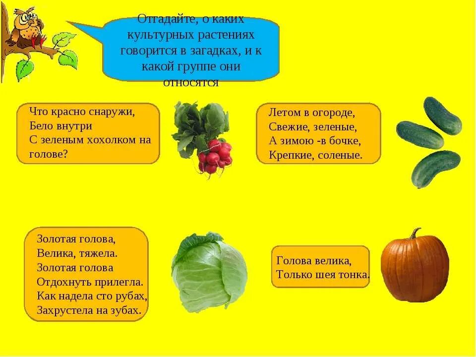 Загадки окружающий мир 1 класс. Загадки про культурные растения. Загадки про растения. Загадки на тему культурные растения. Загадка про культурные рас.