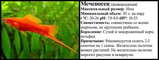 Умирают меченосцы. Меченосец рыбка совместимость. меченосец рыбка размер. меченосцы аквариумные совместимость. сообщение о меченосец.