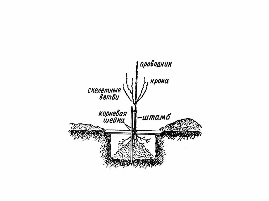 Как правильно посадить сливу весной. Корневая шейка хвойных посадка. Корневая шейка саженца гортензии. Клематис корневая шейка при посадке. Схема посадки саженцев плодовых деревьев.