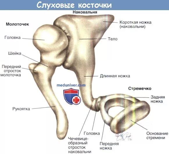 Самая маленькая кость у человека где находится. Строение молоточка наковальни и стремечка. Строение слуховых косточек анатомия. Молоточек наковалня и стреччко анатомия. Анатомия молоточка среднего уха.