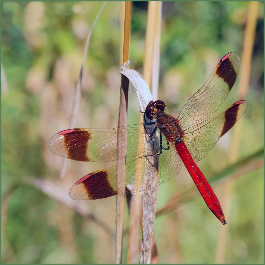 Стрекоза Пьемонтская. Sympetrum pedemontanum. * Стрекоза перевязанная (Sympetrum pedemontanum all.). Стрекоза перевязанная красная книга.