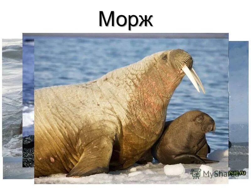 морж изложение 4 класс