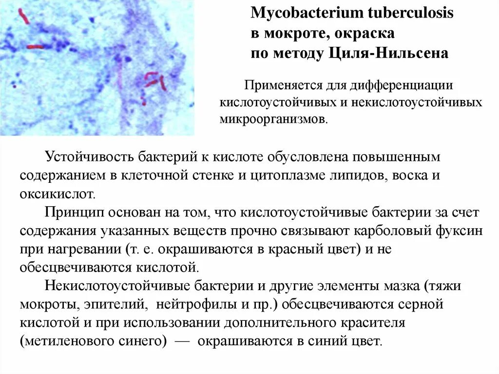 Мокрота на мбт. Кислотоустойчивые бактерии по Цилю Нильсену окрашиваются. Окраска кислотоустойчивых микобактерий по Цилю-Нильсену. Метод окраски кислотоустойчивых бактерий по Цилю-Нильсену. Окраска кислотоустойчивых бактерий по Цилю Нильсену.