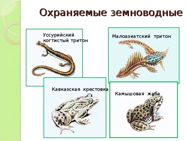 Земноводные самостоятельная. Земноводные виды. Охраняемые земноводные. Охраняемые виды земноводных. Охраняемые виды амфибий.