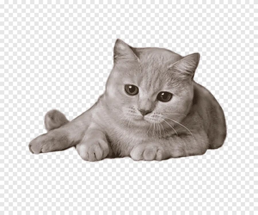 Кот png на прозрачном. Кошка на прозрачном фоне. котик без фона. кошка на прозрачном фоне для фотошопа. котенок на прозрачном фоне.