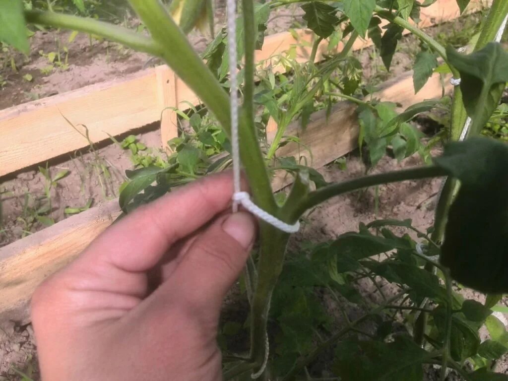 Как правильно подвязать помидоры в теплице