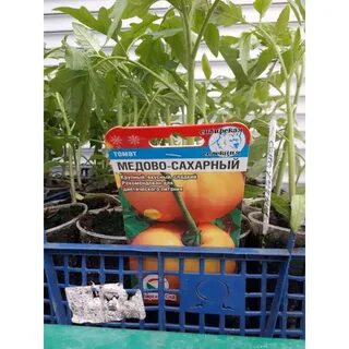 Помидоры сахара отзывы