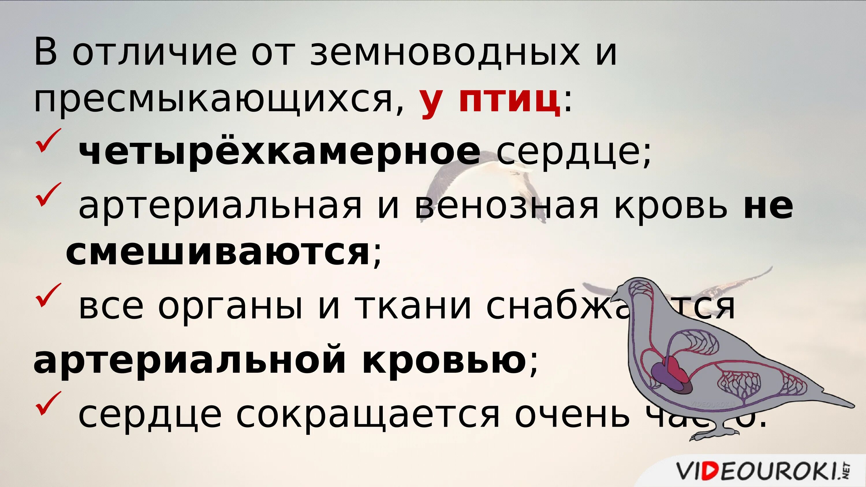 Перечислите особенности птиц. Строение птицы. Особенности внешнего строения птиц. Внутреннее строение птиц. Внутреннее строение птицы биология.