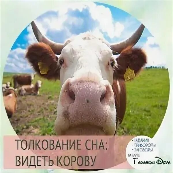 К чему снится доить корову и видеть молоко женщине. Сонник к чему снились коровы. Приснилась корова женщине. Доить корову во сне к чему снится. Что значит видеть во сне корову.